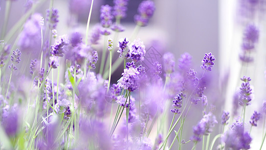 紫色鲜花盛开的紫色香味花束药品芳香季节蓝色植物旅行花园草本植物花朵图片
