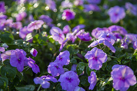 温卡紫花图片