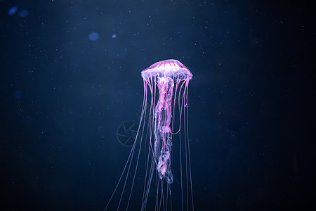 太平洋下水层发光的克丽萨奥拉舞蹈危险艺术情调水族馆运动生物海洋蓝色热带图片