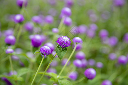 紧贴紫色花朵植物群绿色美丽植物学叶子生长花园公园植物场地图片