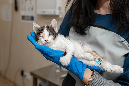 女兽医手握着生病的小猫图片