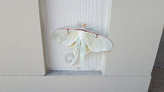 木柱或墙壁上的大白飞蛾昆虫天线动物野生动物木头翅膀背景图片
