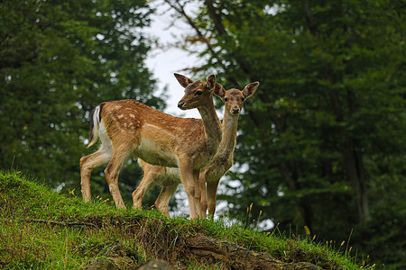 两只年轻的山鹿从森林里出来图片