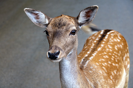 美丽的年轻小鹿近身 野生的大自然野生动物哺乳动物鹿角毛皮大妈公园草地眼睛动物园女性背景图片