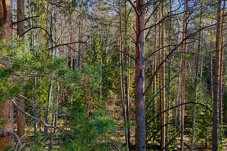 绿松林 生态系统 国家公园天空针叶树植被树木森林濒危环境针叶叶子树梢图片