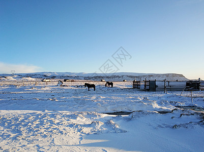 冰岛的马在冬季被雪覆盖的田地里放牧农场马术动物草地旅行小马旅游家畜哺乳动物场地图片