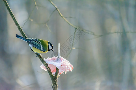 冬天的森林鸟类在饲料附近栖息生物学羽毛季节荒野花园天气尾巴鸣禽野生动物食物图片