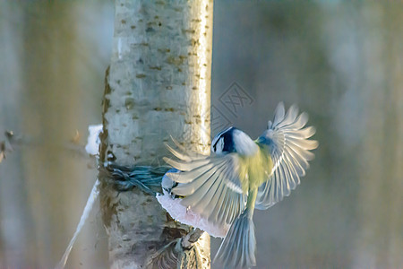 冬天的森林鸟类在饲料附近栖息树林尾巴花园野生动物季节环境公园鸣禽天气生物学图片
