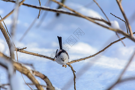 冬天的森林鸟类在饲料附近栖息尾巴植物树林野生动物环境长尾鸣禽荒野太阳衬套图片