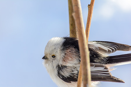 冬天的森林鸟类在饲料附近栖息晴天木头太阳公园花园鸣禽天气翅膀美丽尾巴图片