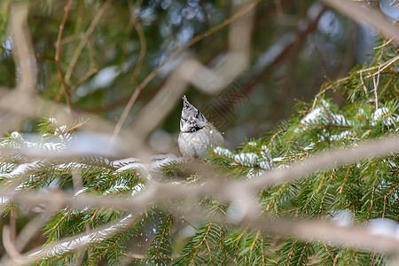冬天的森林鸟类在饲料附近栖息天气翅膀花园荒野环境尾巴动物生物学凤头鸣禽图片
