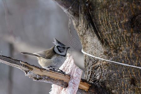 冬天的森林鸟类在饲料附近栖息树林羽毛公园食物尾巴荒野天气动物季节山雀图片