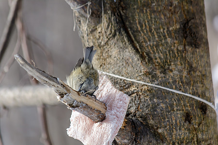 冬天的森林鸟类在饲料附近栖息环境公园尾巴山雀天气羽毛花园生物学树林动物群图片