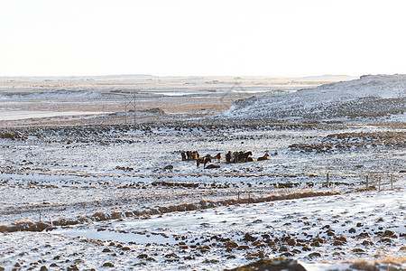 冰岛的马在冬季被雪覆盖的田地里放牧哺乳动物旅游场地野生动物国家板栗鬃毛动物旅行小马图片