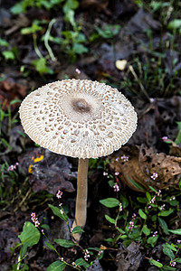 独立毛毛虫蘑菇图片