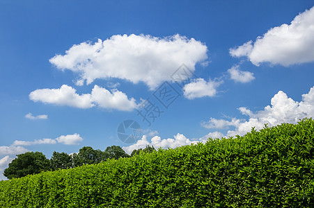 与天空对立衬套花园园丁工作修枝植物树木植物群公园工人图片