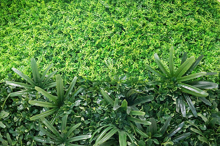 由人工绿色植物制成的墙壁 内地人为景观美化植物植物学花园绿色园艺栅栏墙纸风格装饰树篱图片