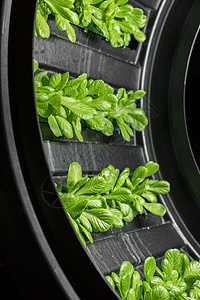 垂直农场种植园叶子沙拉蔬菜园艺植物旋转绿色技术食物图片