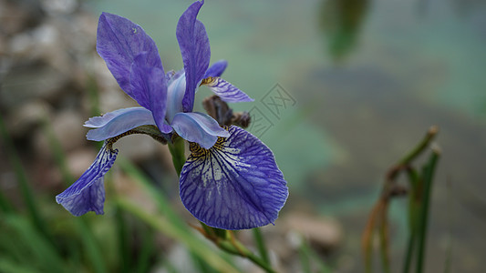 美丽的蓝虹膜植物 与池塘密闭在背景上公园鸢尾花叶子身体植物学胡子草地薰衣草花园植物群图片