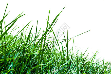 青草生态植物白色生长雨滴边界活力草本植物绿色树叶图片