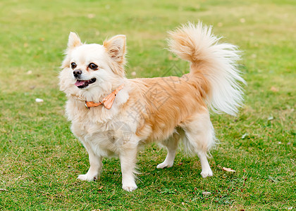 坐在草地上的棕色吉娃娃修饰友谊犬类哺乳动物成人小狗感情动物朋友伴侣图片