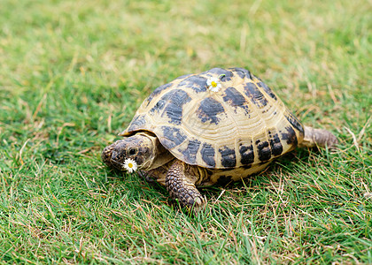 一天天在草地上涂着甘菊的乌龟图片