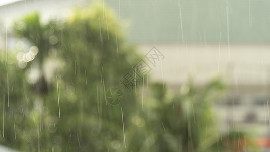 浅雨或带树在背景中的细雨的模糊照片图片