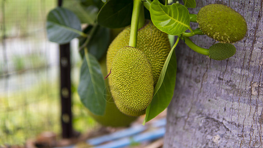 树枝上挂着的Ripe Jack水果或Kanun 特写花园里的胡萝卜吃饭种植园叶子食物生长植物收成农业菠萝蜜树叶图片