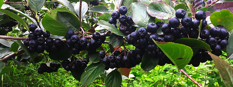阿罗尼亚白莓树枝 螺丝浆 班纳绿色水果黑色衬套食物浆果花园叶子横幅宏观图片