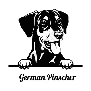 窥探犬 — 德国 Pinscher 犬种 — 头部被白色隔离图片