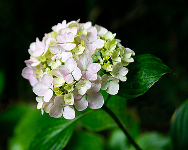 粉色Hydranga花花图片