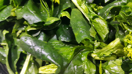 近距离观看菠菜蔬菜的红绿叶子 植物本底香草营养东西叶菜类香料宏观沙拉食物美食种植图片