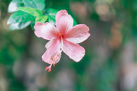 绿色背景的红碧须花朵 在热带花园中图片