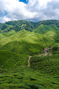 茶叶种植园卡梅伦谷 马来西亚高地的绿色山丘 茶叶生产 青茶绿灌木农场土地女性风景女士旅行场景热带农村女孩图片