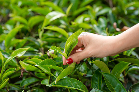 近距离 女孩轻轻地从山上高处的绿树丛中收集茶叶顶端叶子太阳收成高地土地环境花园场地场景农田农场图片