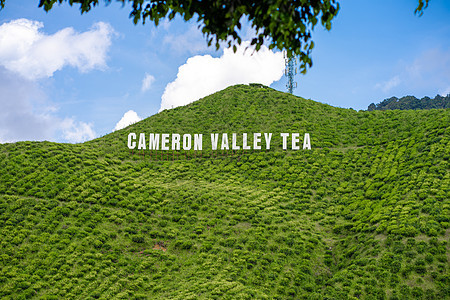 茶叶种植园卡梅伦谷 马来西亚高地的绿色山丘 茶叶生产 青茶绿灌木农村生长农场叶子农田土地女性环境太阳场地图片