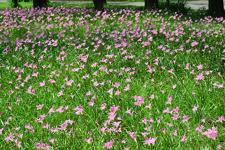 泰国曼谷Sirikit王后公园的或Rain Lily灯泡植物季节红花公园百合花园热带女王宏观图片