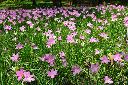 泰国曼谷Sirikit王后公园的或Rain Lily灯泡植物菌种花园热带宏观季节红花叶子百合图片