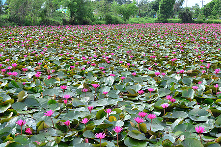 红莲海或塔莱布阿达昂叶子乡村国家游客编队植物公园植物群场景场地图片