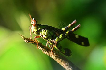 亚里安图斯塞拉图斯 猴子昆虫直翅目叶子野生动物宏观停留森林锯齿热带动物图片