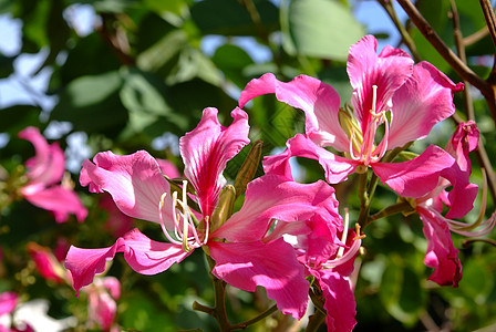 粉红包欣妮亚花朵盛开 通常称为香港兰花树图片