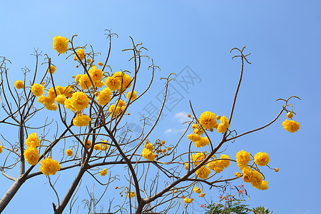 蓝色天空中的花植物学花粉植物墙纸王权丝绸花朵叶子花园热带图片