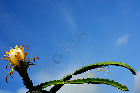 龙果花气候花朵花梗太阳花瓣雌蕊萼片柱头阳光花粉图片