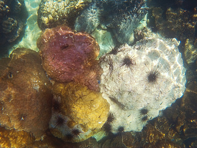 泰国安达曼海的浮潜假期生活情调岛屿海胆野生动物世界潜水海洋热带图片