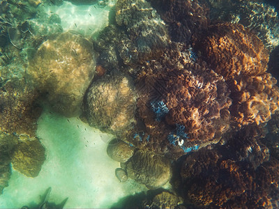 泰国安达曼海的浮潜岛屿菜花海洋环境假期热带异国海胆水族馆潜水员图片