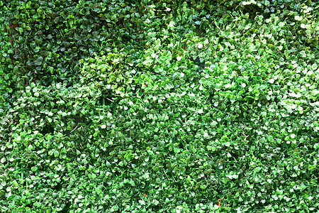 绿叶背景花园树叶森林环境公园植物宏观墙纸纹理植物群图片