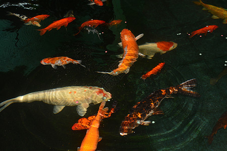 美味的鲤鱼 科伊鱼 池塘中的甲鱼镜子游泳装饰品农业水池反射橙子动物生活食物图片