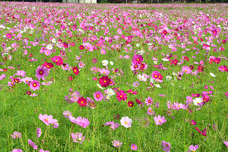 宇宙花田植物环境花园双羽公园天空场地农村花粉花朵图片