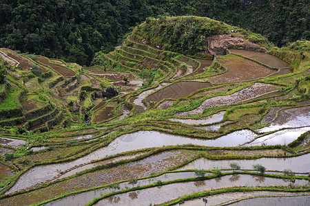 山区谷地和大米田地在露台 灌溉菲图加 巴努埃 菲律宾游客反射场地植物爬坡旅行天空叶子农民旅游图片
