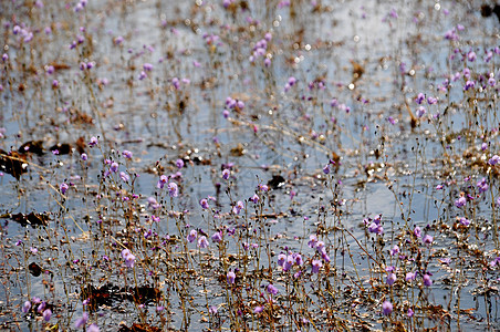 Thale Nei 水禽保护区Thale Nei湖的金膀胱草或催产剖腹产 泰国配种花园狸藻光环蜻蜓紫色热带荒野植物学公园图片